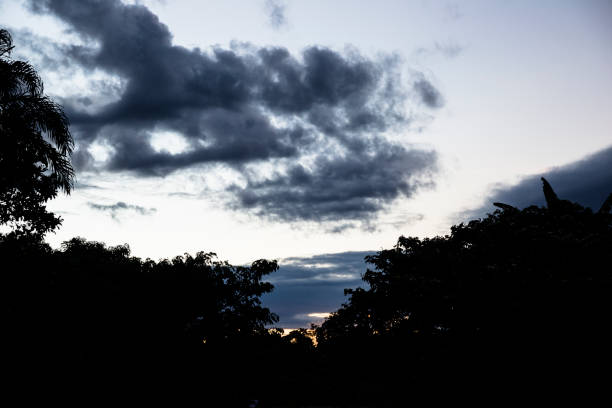 Image during sunset or afternoon over trees canopy bed. Afternoon in the forest in Peruvian jungle.