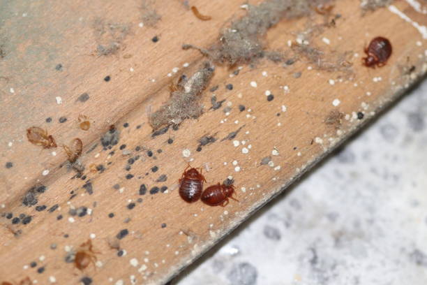 Bed bug Bedbugs infestation photos stock pictures, royalty-free photos & images