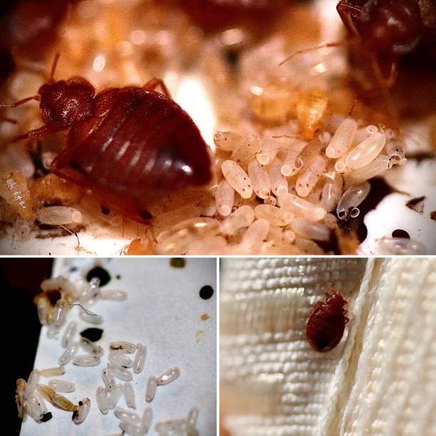 bed bugs infestations - colony swarm of insects pest animal imagens e fotografias de stock