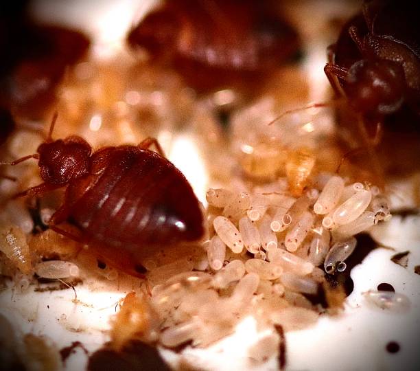 Bedbugs Bed bugs parasite infestation stock pictures, royalty-free photos & images