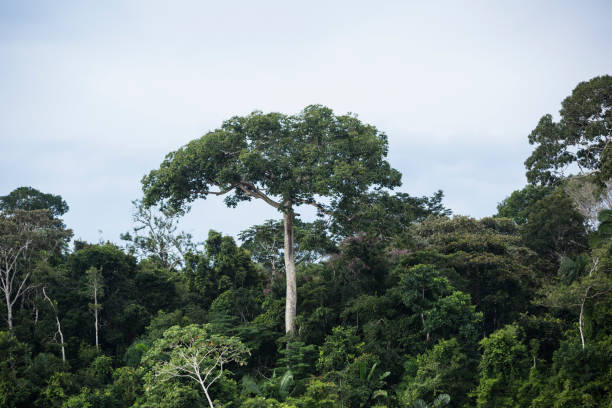 istock Image of Peruvian rain forest. Tropical vegetation in Amazon jungle. 1311370799