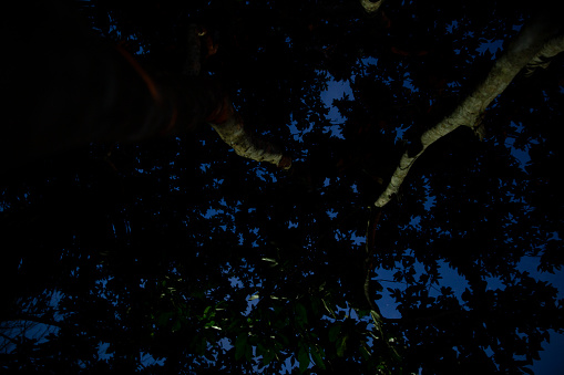 Image of dark night in Peruvian jungle. Rainforest evening. Shadows of jungle of Peru.