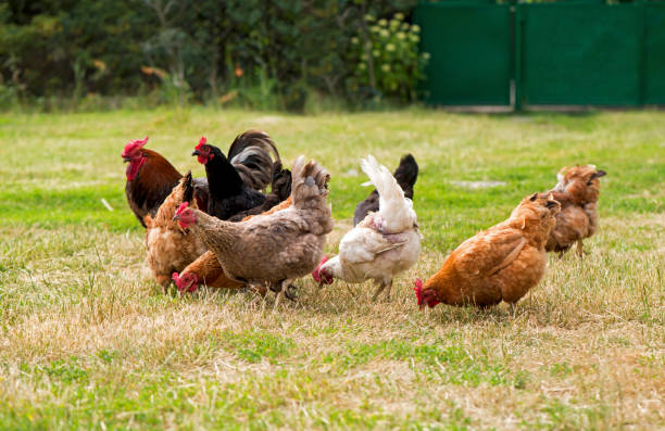 istock Rooster and chickens grazing on the grass 1311370922