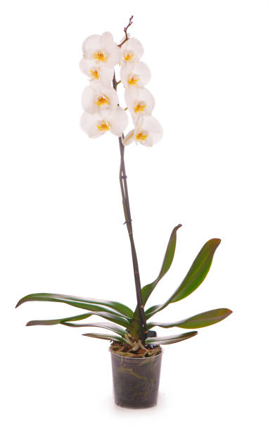 istock White orchid in a flowerpot isolated on white 1311370936