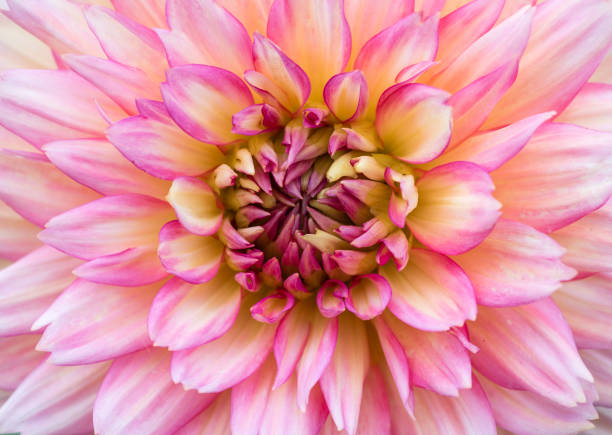 istock Pink dahlia flower close-up 1311371683