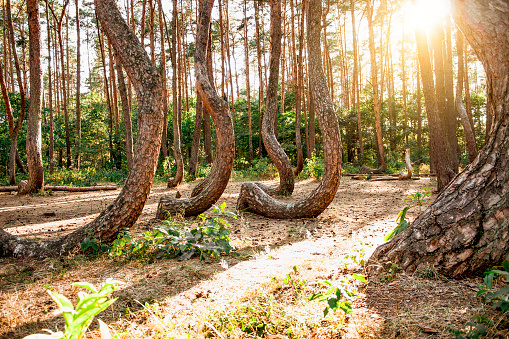 The Crooked Forest - Krzywy Las . Natural monument with oddly shaped trees, in Gryfino , Poland.