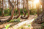 The Crooked Forest - Krzywy Las