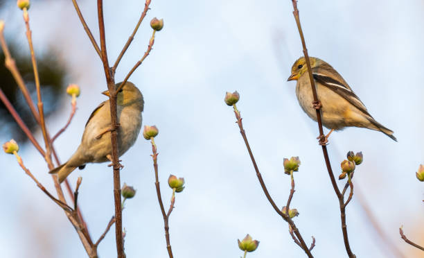 coppia di cardellino maschile e femminile - american goldfinch gold finch bird branch foto e immagini stock