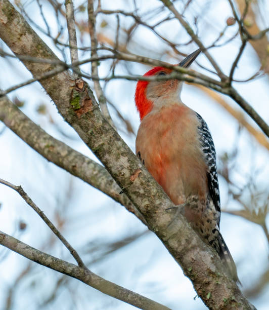 istock Male Red-bellied Woodpecker 1311373120