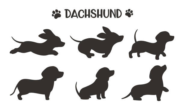 ilustraciones, imágenes clip art, dibujos animados e iconos de stock de dachshund siluetas de perro corriendo en varias poses ideas para los amantes de los perros - dachshund