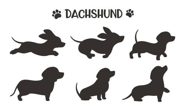 ilustrações, clipart, desenhos animados e ícones de silhuetas de cães dachshund correndo em várias poses ideias para amantes de cães - basset alemão