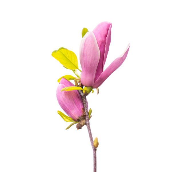 istock magnolia flowers isolated on white 1311374634
