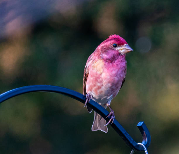 Beautiful male Purple Finch perching near the birdfeeders in a yard