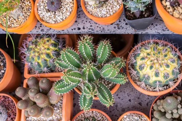 Cactus succulents in a planter garden