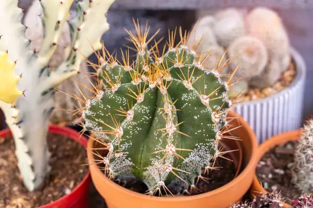 Cactus succulents in a planter garden