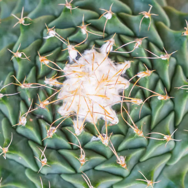 Cactus succulents in a planter garden