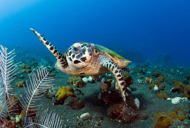 istock Turtle swims off the coast of Bali. 1311374861