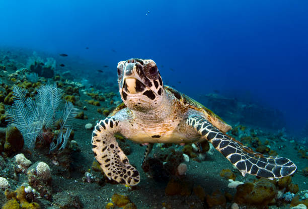 istock Turtle swims off the coast of Bali. 1311374896