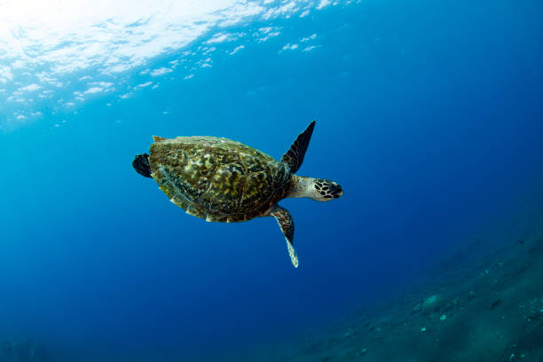 istock Turtle swims off the coast of Bali. 1311374946