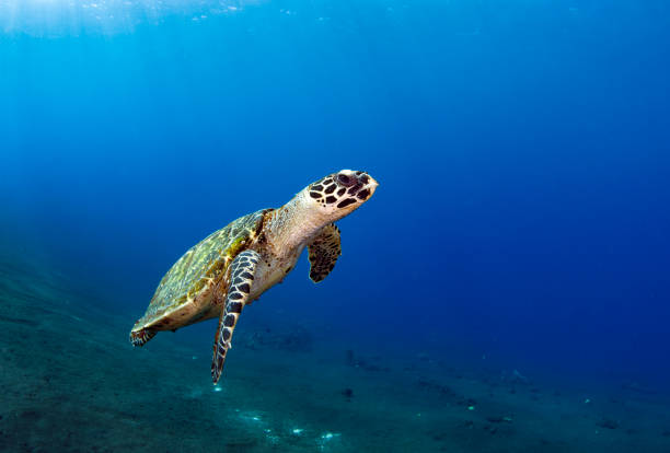 istock Turtle swims off the coast of Bali. 1311375480