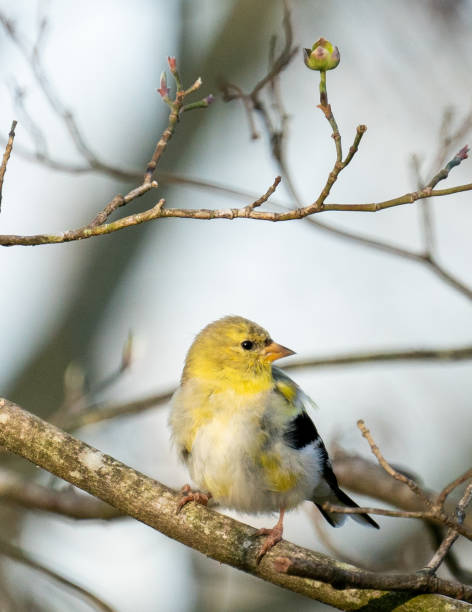 cardellino americano femminile - american goldfinch gold finch bird branch foto e immagini stock