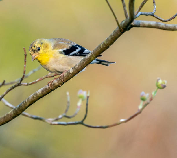 istock Female American Goldfinch 1311375522