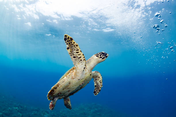 istock Turtle swims off the coast of Bali. 1311375533