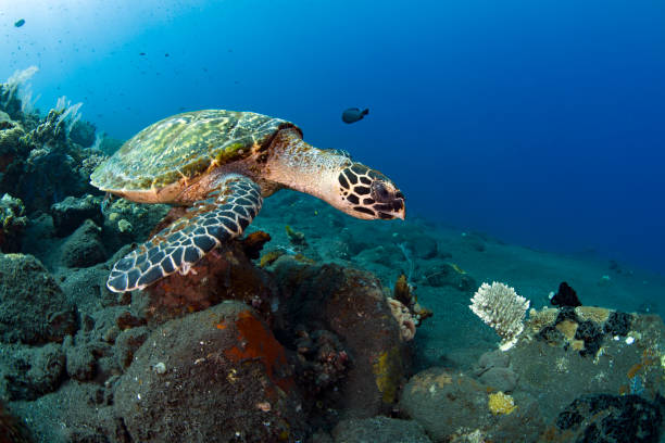 istock Turtle swims off the coast of Bali. 1311375643