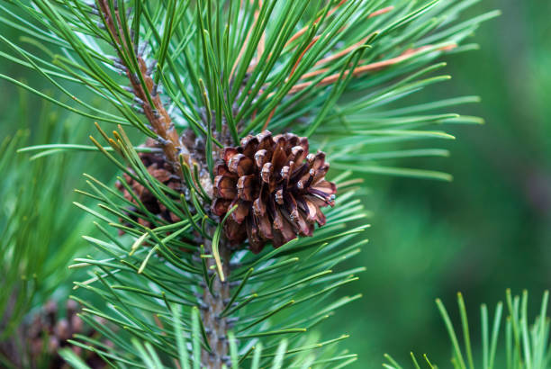 istock Dwarf mountain pine branch with cones - Pinus mugo Turra 1311375649
