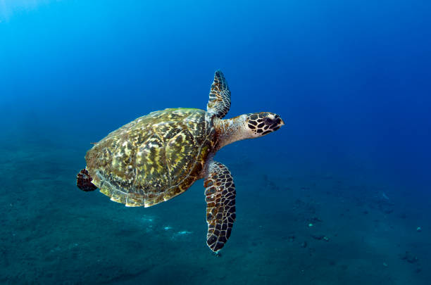 istock Turtle swims off the coast of Bali. 1311375670