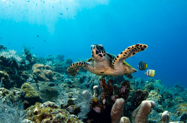 istock Turtle swims off the coast of Bali. 1311375740