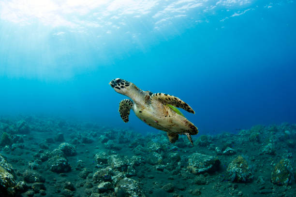 istock Turtle swims off the coast of Bali. 1311375767