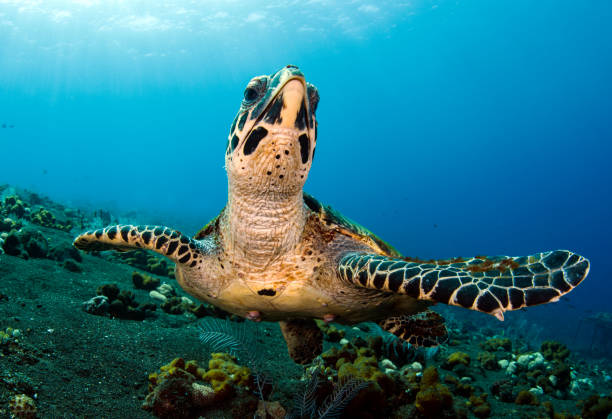 istock Turtle swims off the coast of Bali. 1311375804