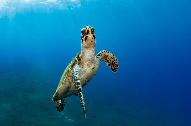 istock Turtle swims off the coast of Bali. 1311375806