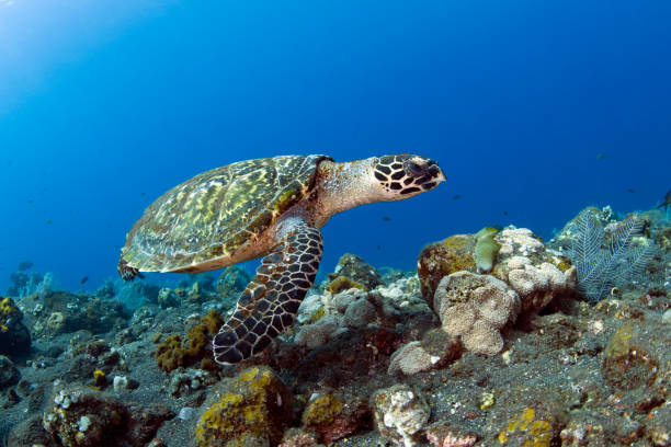 istock Turtle swims off the coast of Bali. 1311376345