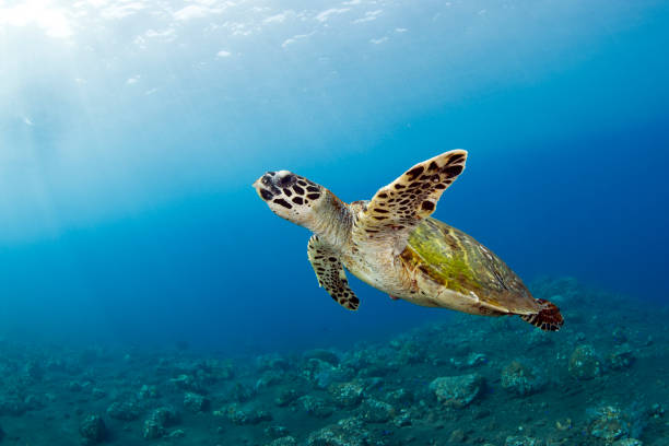 istock Turtle swims off the coast of Bali. 1311376356