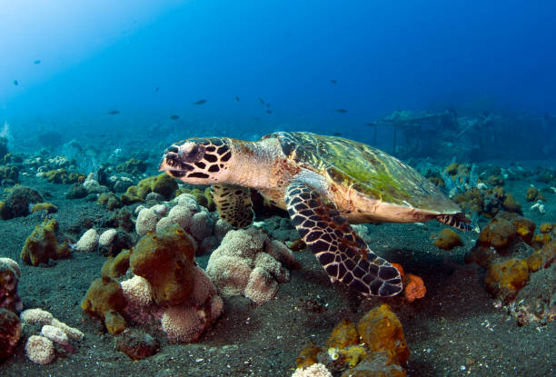 istock Turtle swims off the coast of Bali. 1311376379