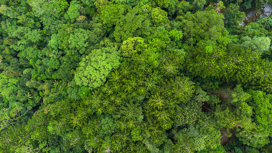Drone view of Australian Rainforest canopy in subtropical south-east Queensland, Australia