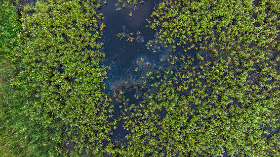 Drone view of wetland area with polluted water with visible oil slick
