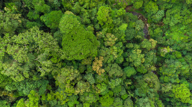 istock Drone view of Australian Rainforest canopy 1311378126