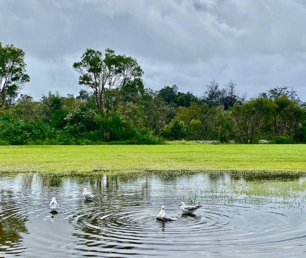 Seagulls bathing in Water after Heavy Rainfall