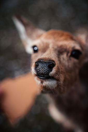 Feeding Nara deer