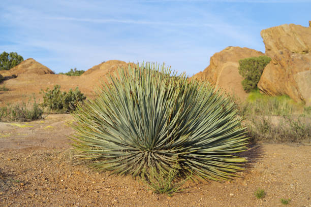 This image shows a Hesperoyucca whipplei plant in the high desert of Southern California. Other names are, the chaparral yucca, our Lord's candle.