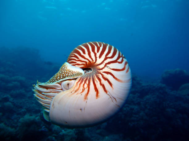 istock Nautilus in the open sea. 1311385131
