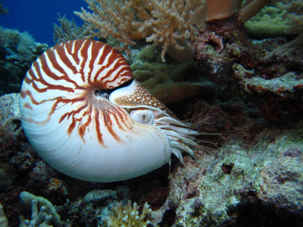 istock Nautilus in the open sea. 1311385151