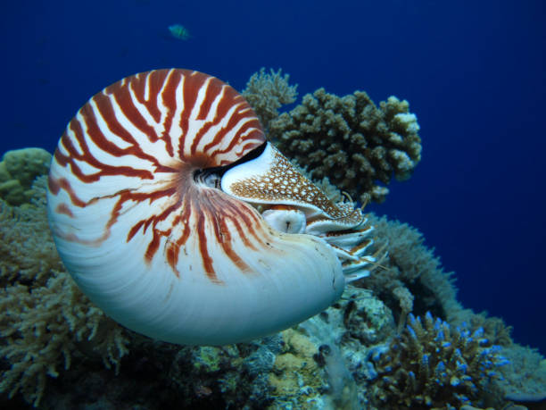 istock Nautilus in the open sea. 1311385153