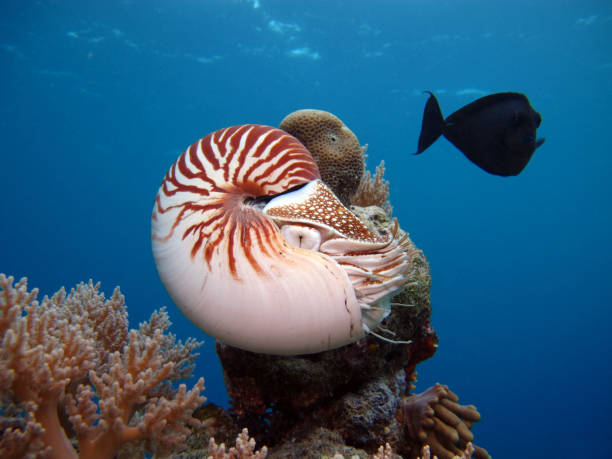 istock Nautilus in the open sea. 1311385160