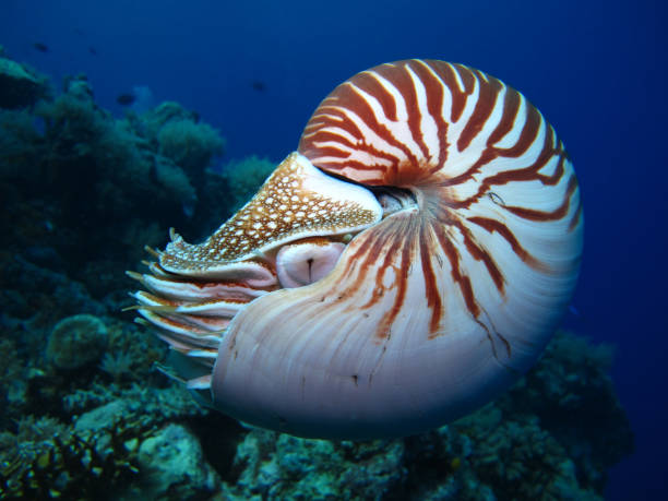 istock Nautilus in the open sea. 1311385214