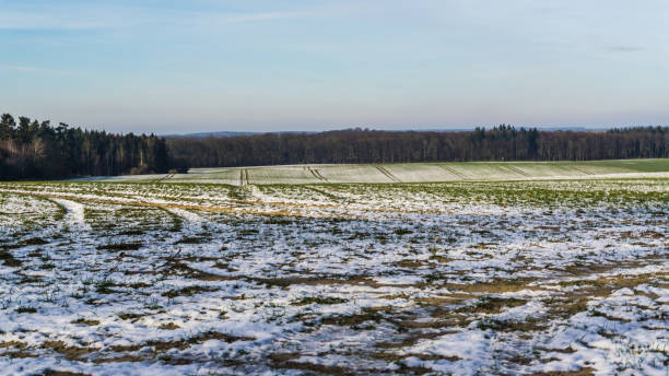 istock winterly landscape with fields and forest covered with snow 1311386690