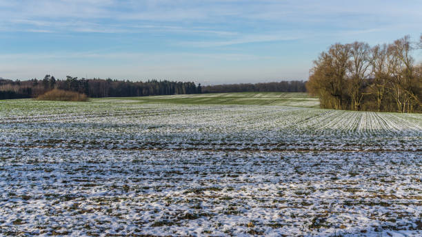 istock winterly landscape with fields and forest covered with snow 1311386714